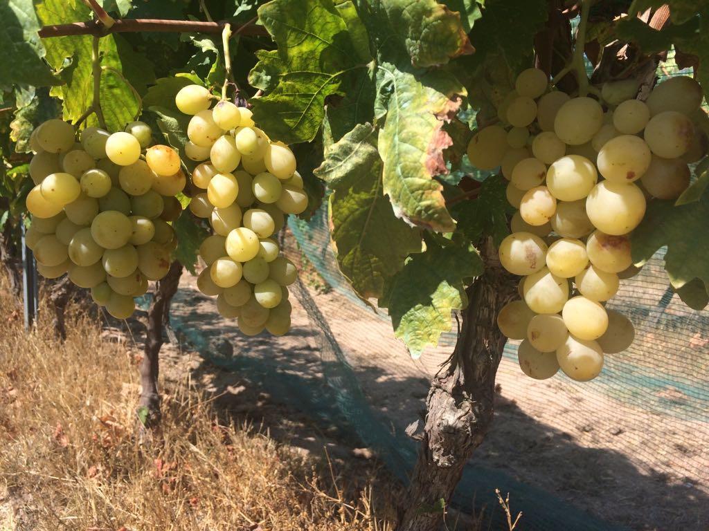 Agriturismo Mieleamaro Villa Олбия Екстериор снимка