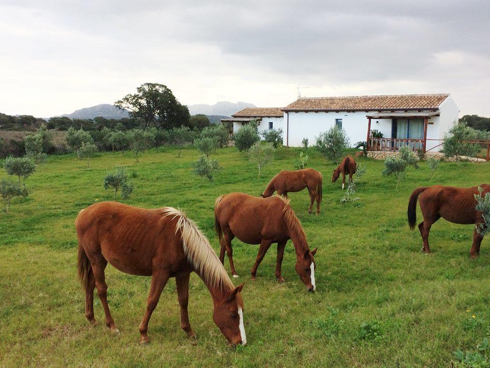 Agriturismo Mieleamaro Villa Олбия Екстериор снимка